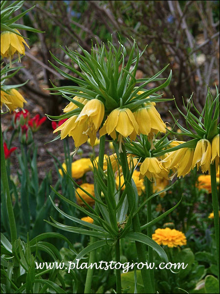 the pendent yellow flowers